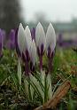 2009-03-17, erste Krokusse (1)